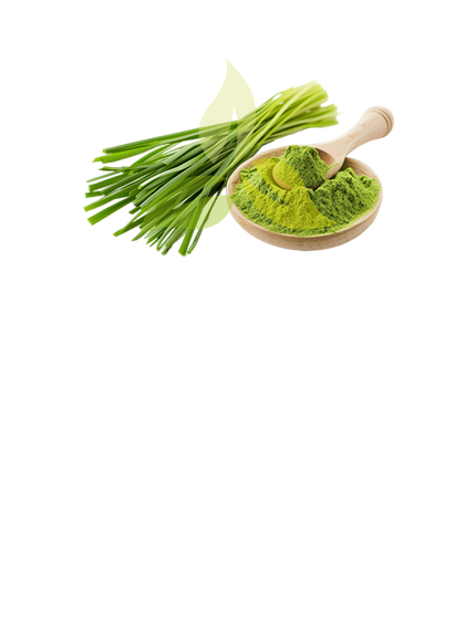 Wheatgrass Powder