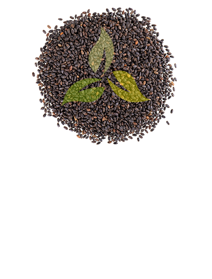 Basil Seeds