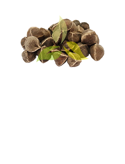 Moringa Seeds