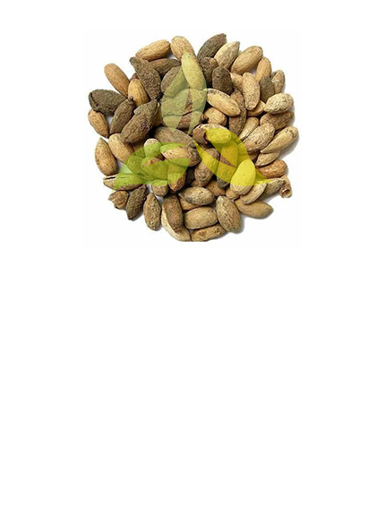 Neem Seeds