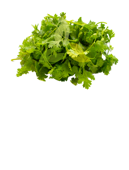 Coriander Leaves