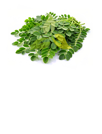 Moringa Leaves (PKM1 & Wild)