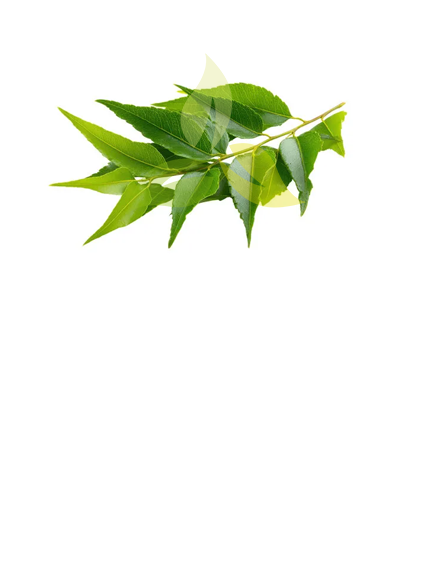 Neem Leaves
