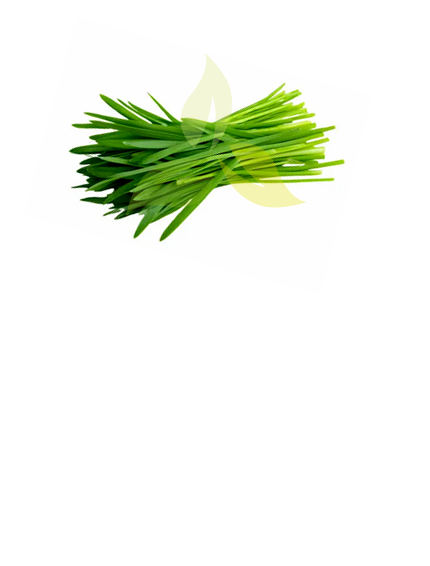 Wheatgrass