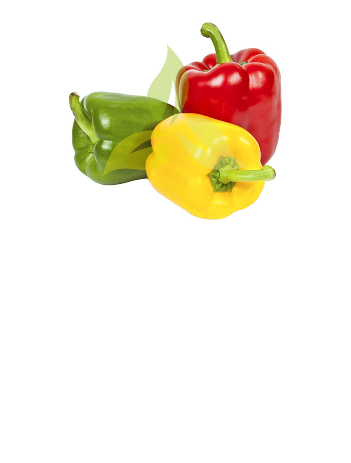 Capsicum